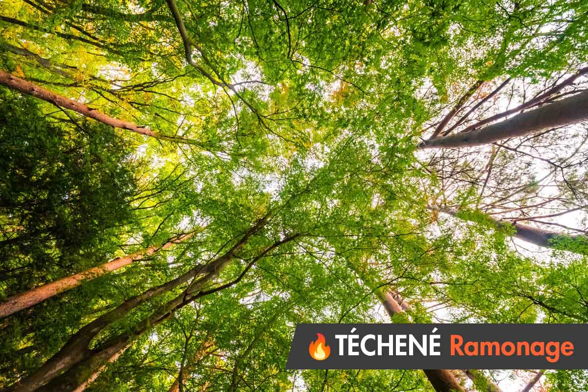 Le Chauffage au Bois : Démystification et Importance du Ramonage avec TÉCHENÉ Ramonage